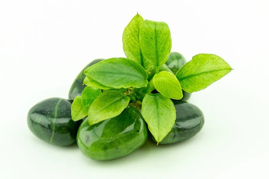 Dennerle Anubias nana ´Jade´